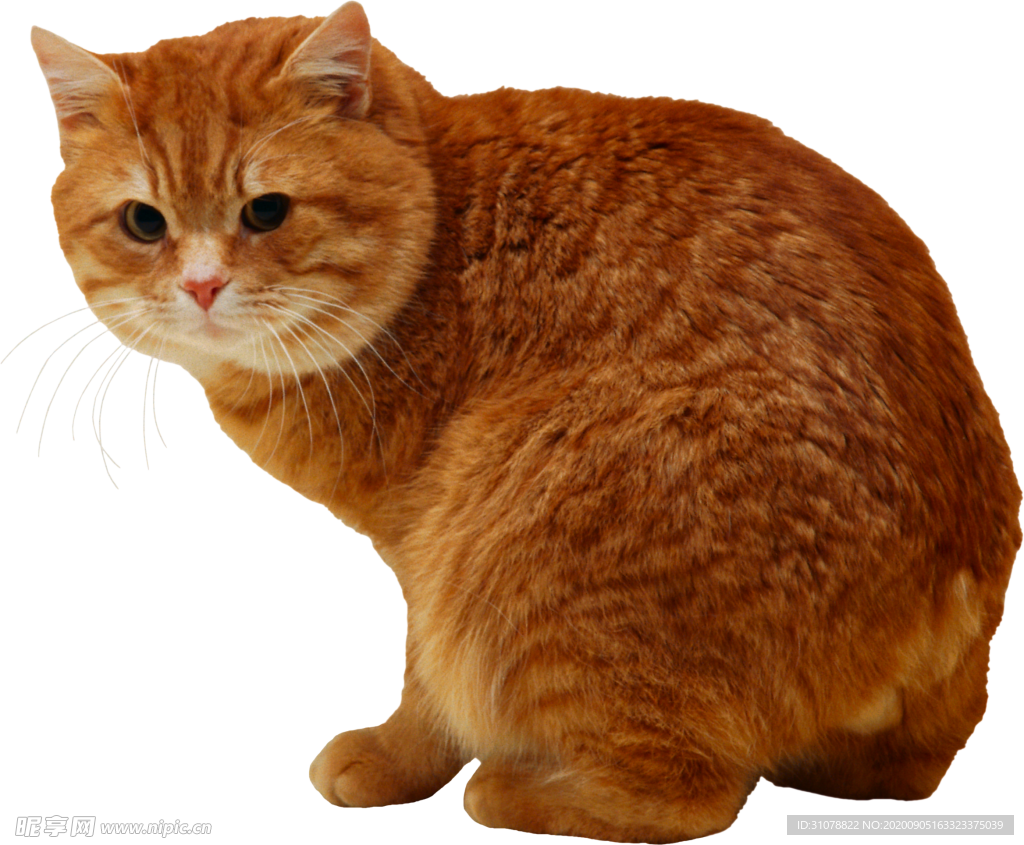 可爱动物猫咪