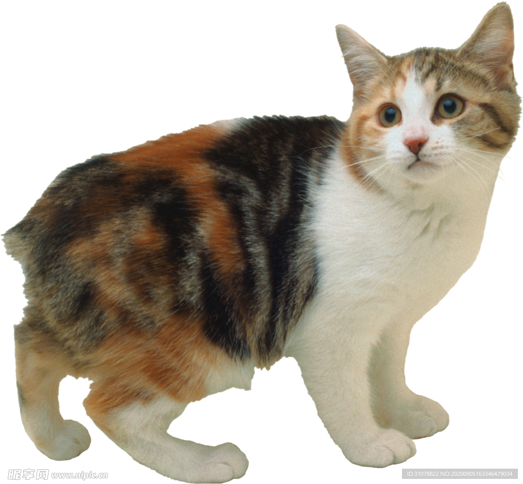可爱动物猫咪