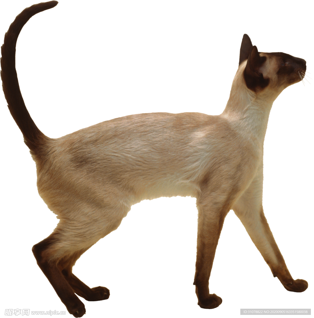 可爱动物猫咪