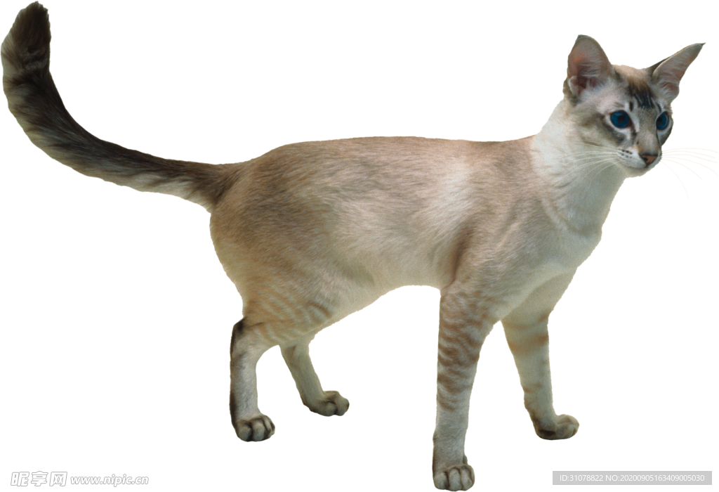 可爱动物小猫咪