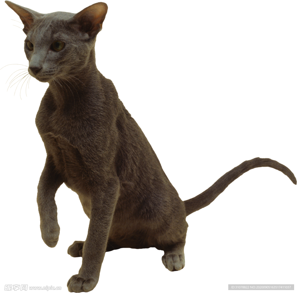 可爱动物小猫咪