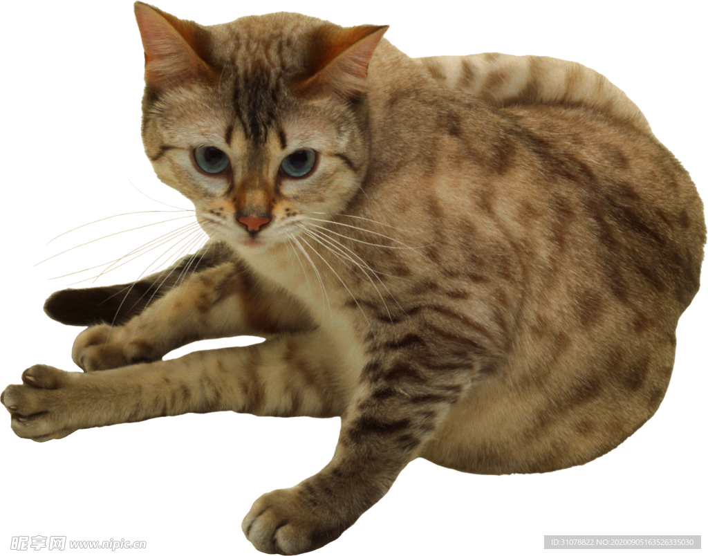 可爱动物小猫咪