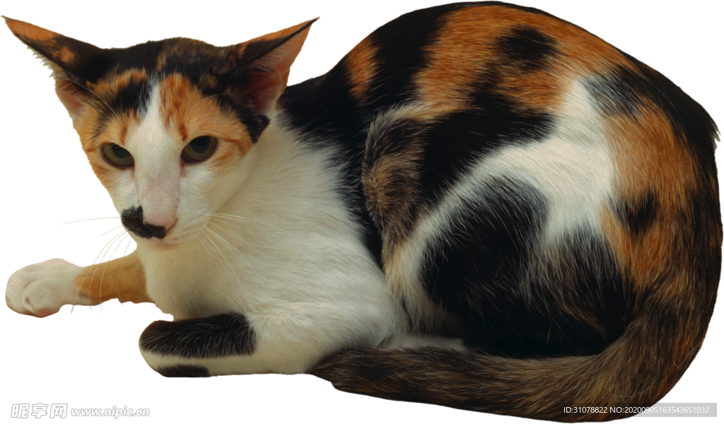 可爱动物小猫咪