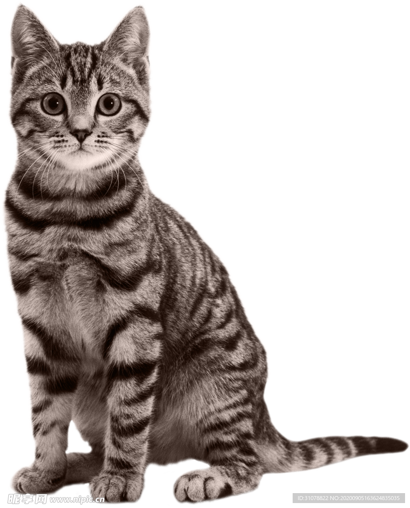 可爱动物小猫咪