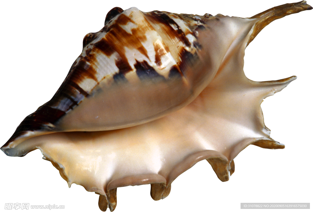 海洋生物海螺装饰