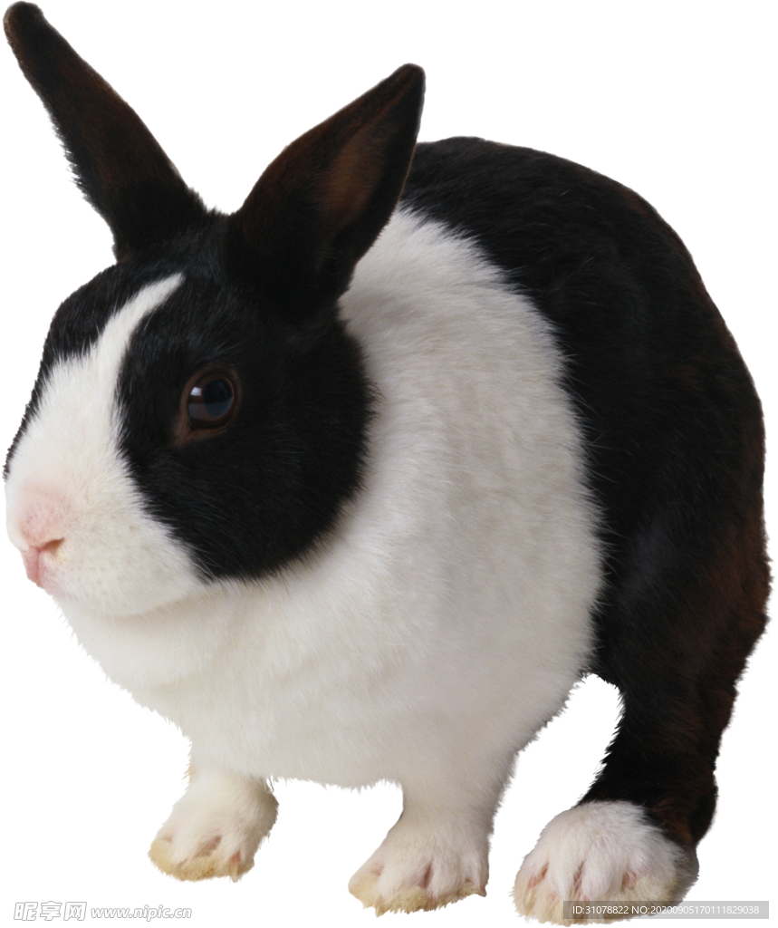 可爱动物兔子图案
