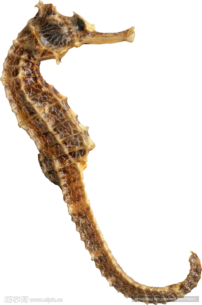 海洋生物海马