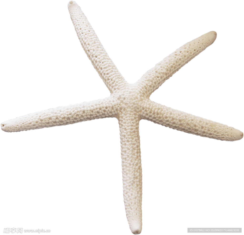 海洋生物海星