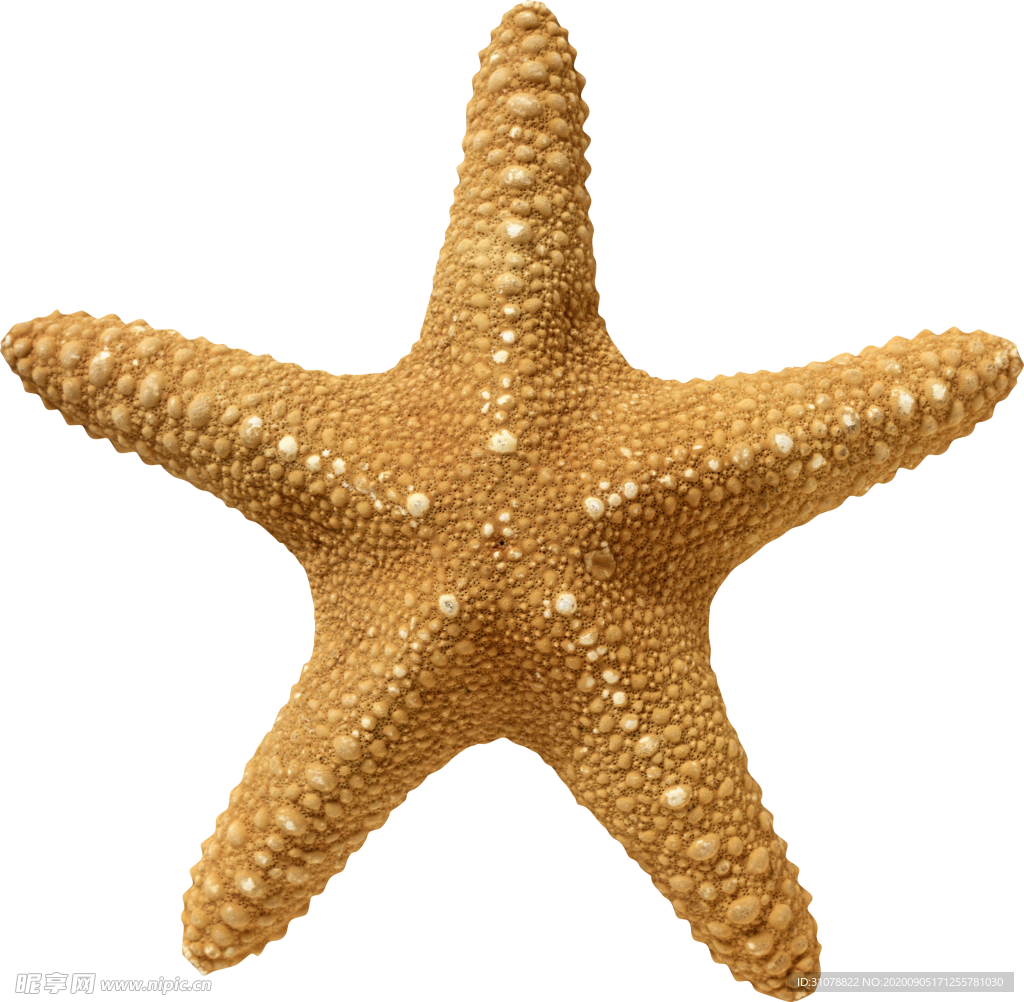 海洋生物海星