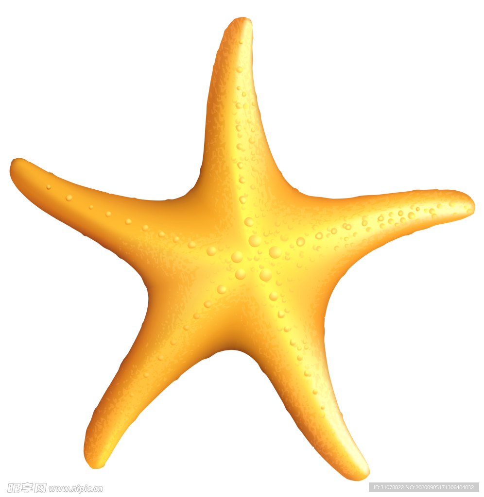 海洋生物海星