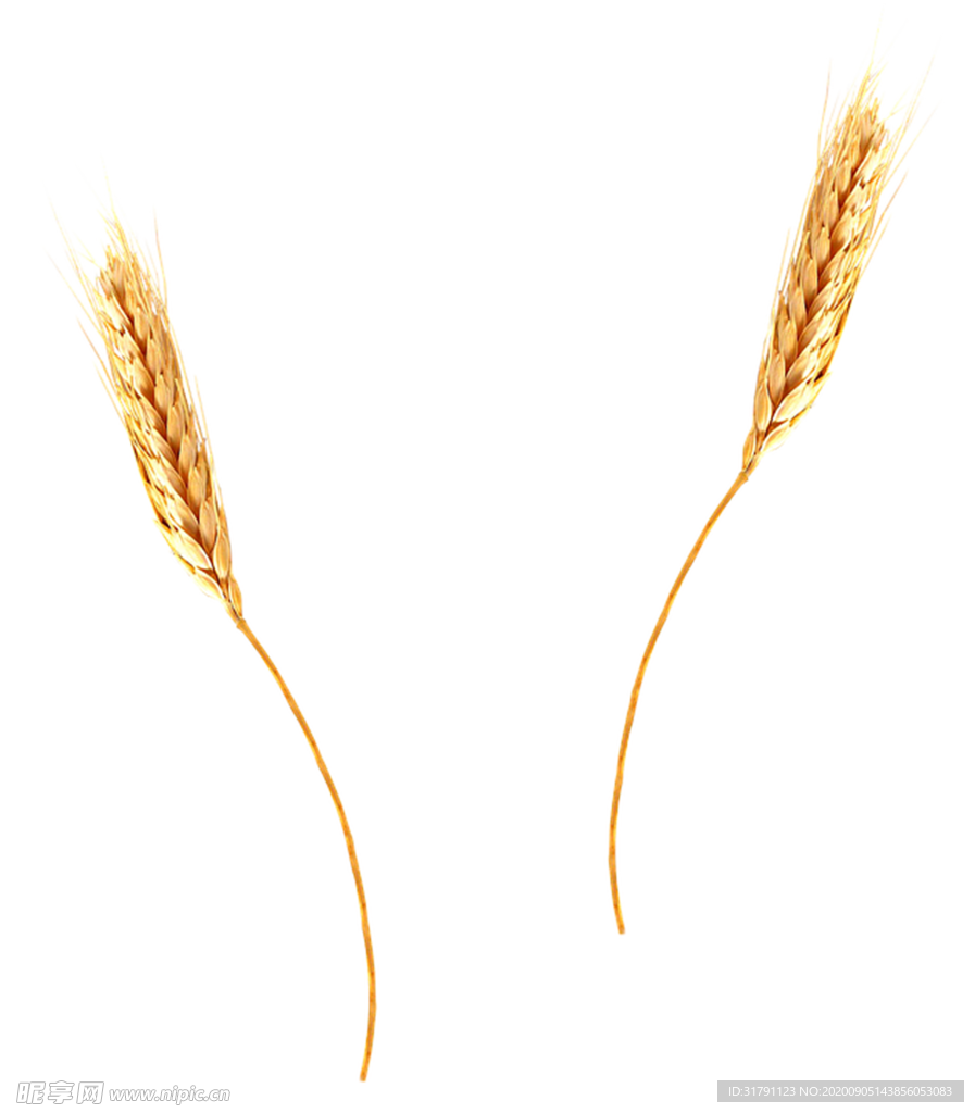 小麦