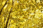 秋 季节景观