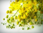 金链花
