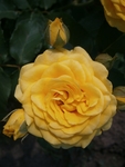 黄色玫瑰花