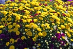 黄菊花