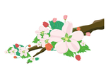 苹果花