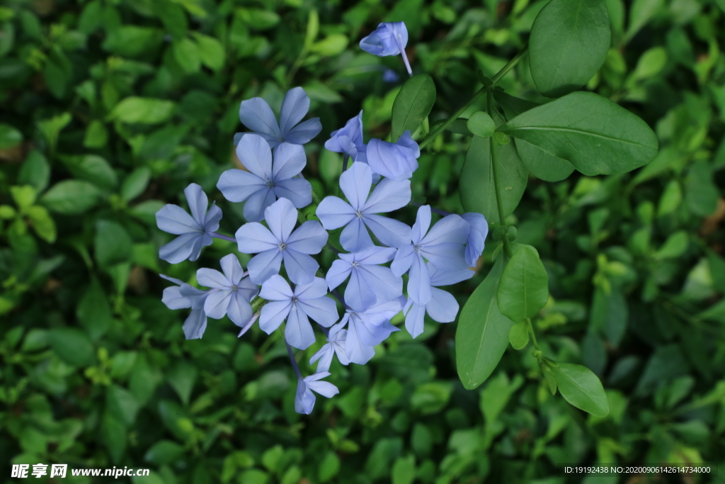 蓝雪花