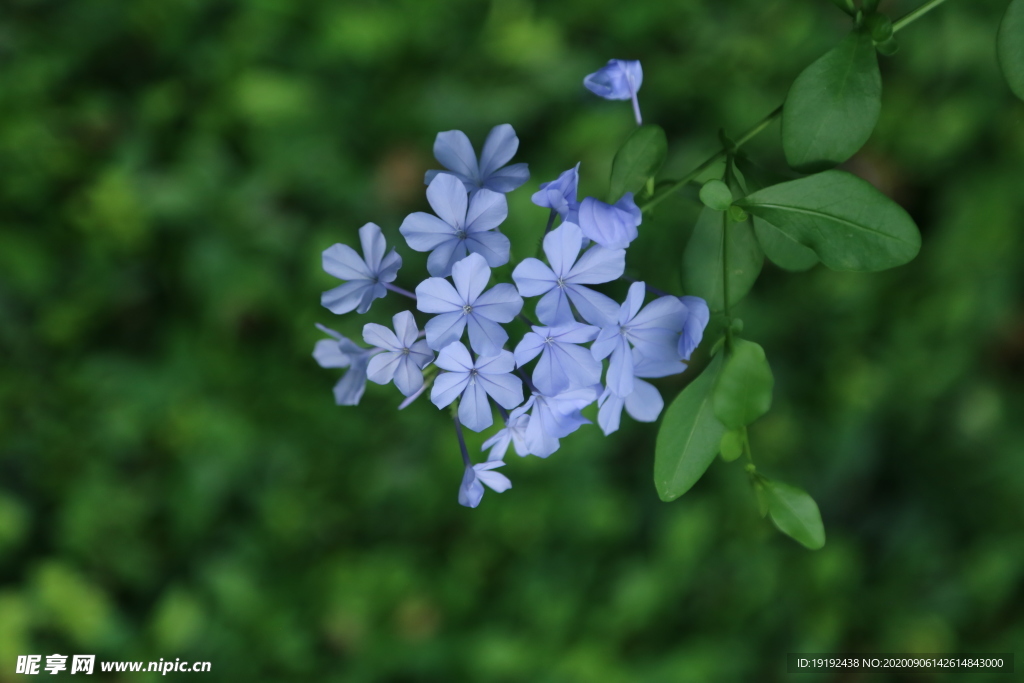 蓝雪花