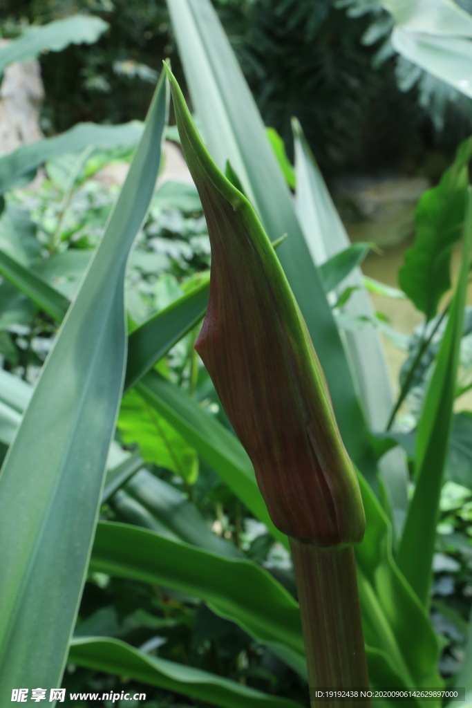 红花文殊兰