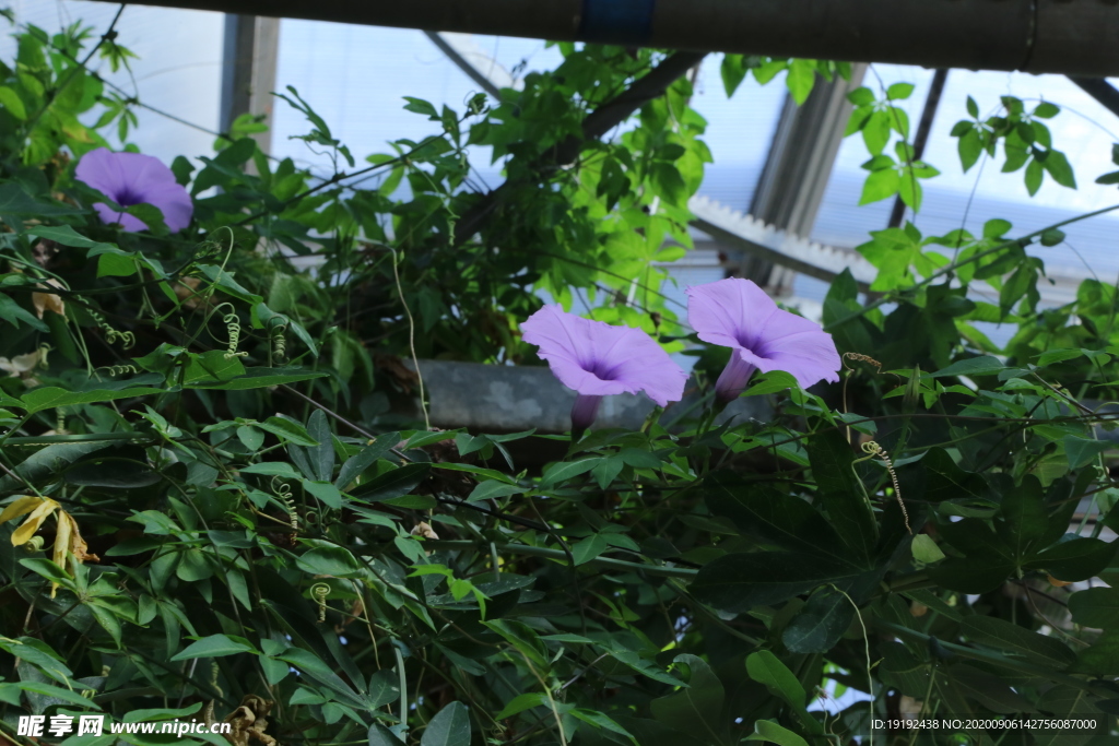 牵牛花
