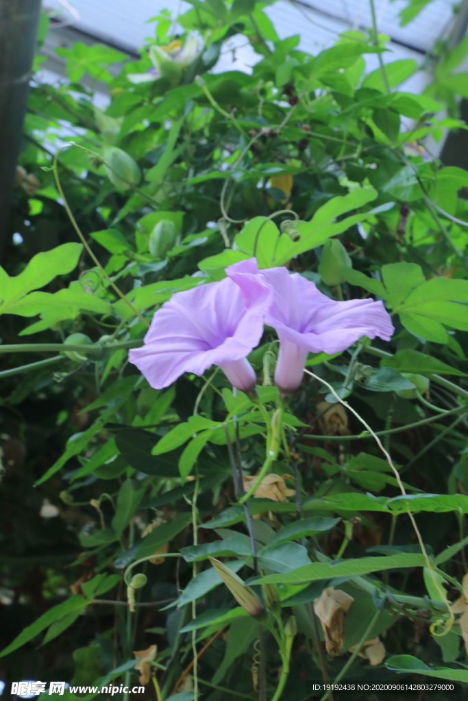牵牛花