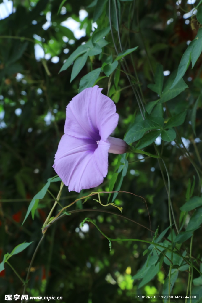 牵牛花