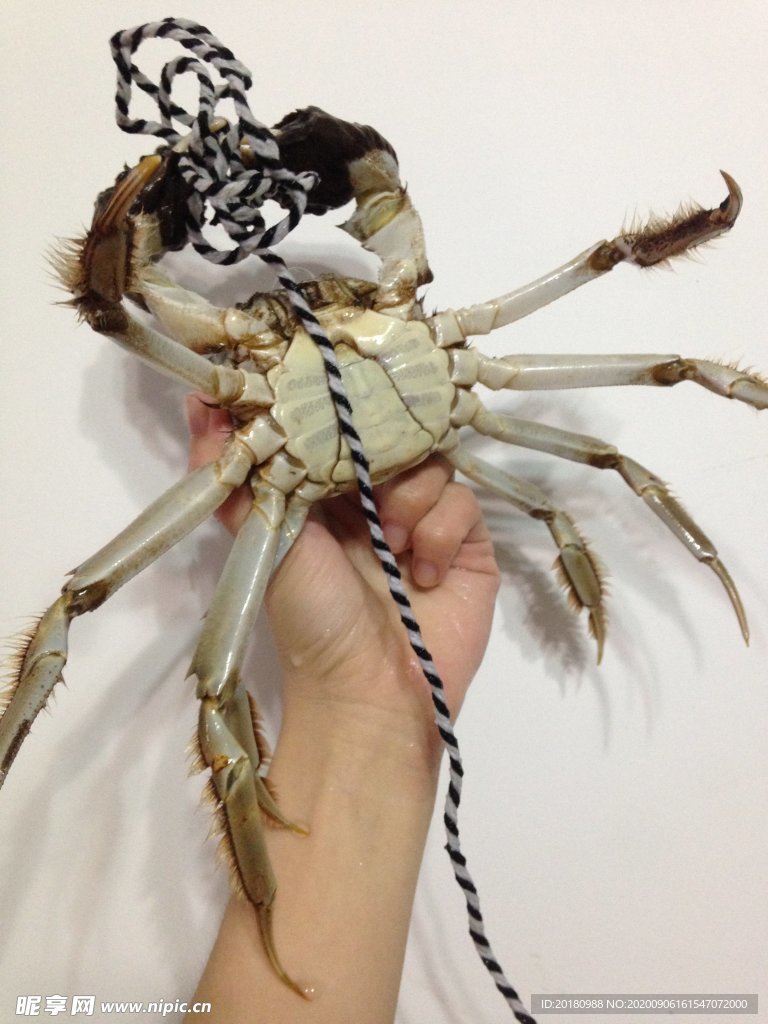 大闸蟹