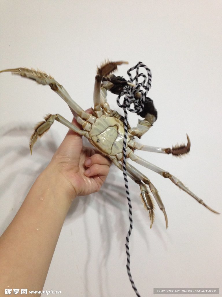 大闸蟹