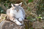 猫