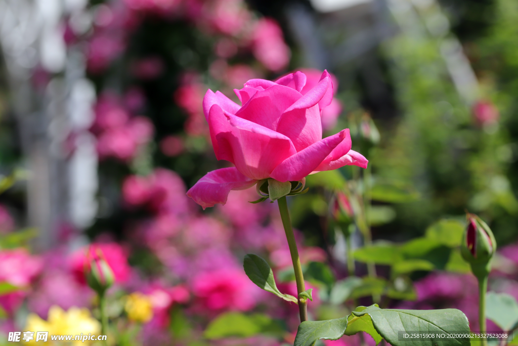 玫瑰花