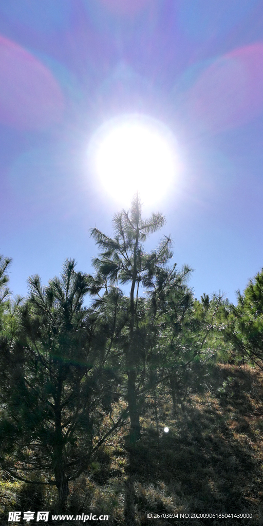 蓝天太阳日照松树林风景