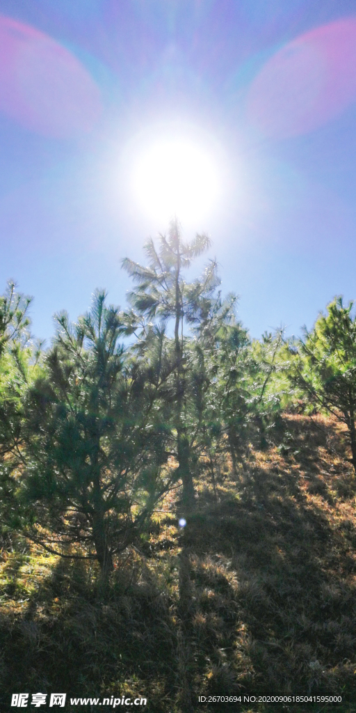 太阳松树风景