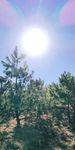 日照松树林风景