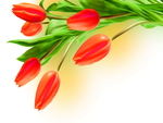 郁金香水仙花