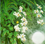 油画水彩画兰花