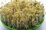 绿豆芽