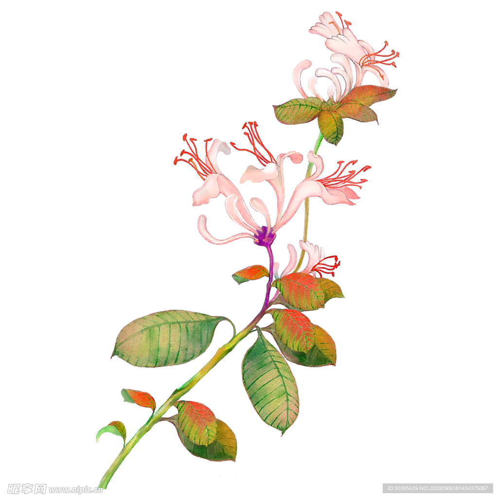 鲜花素材
