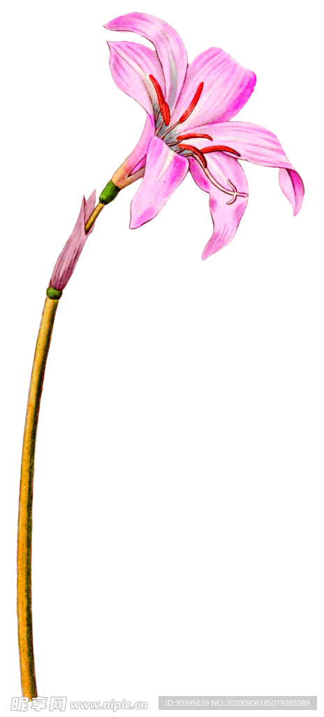 鲜花素材