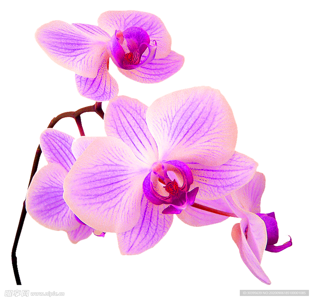 鲜花素材