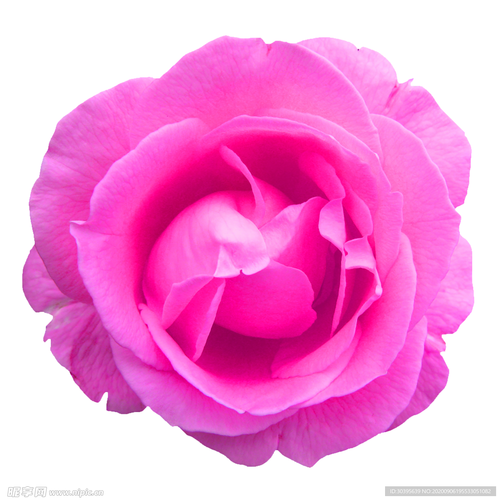 鲜花素材