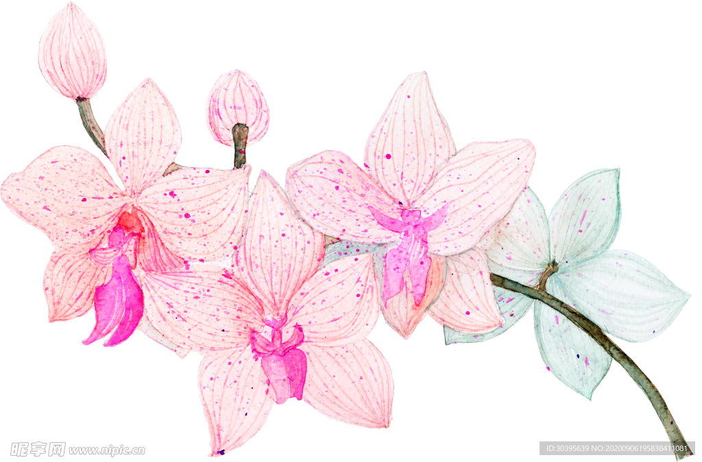 鲜花素材