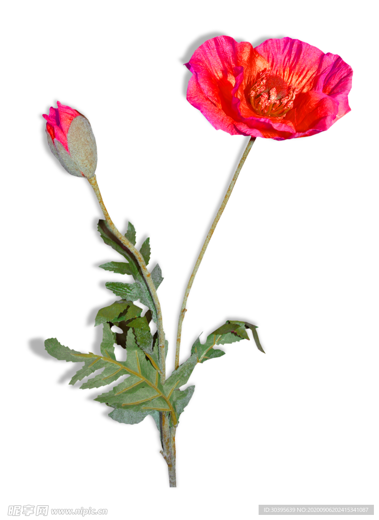 鲜花素材