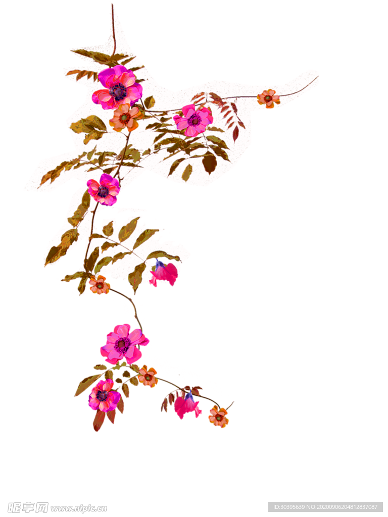 鲜花素材