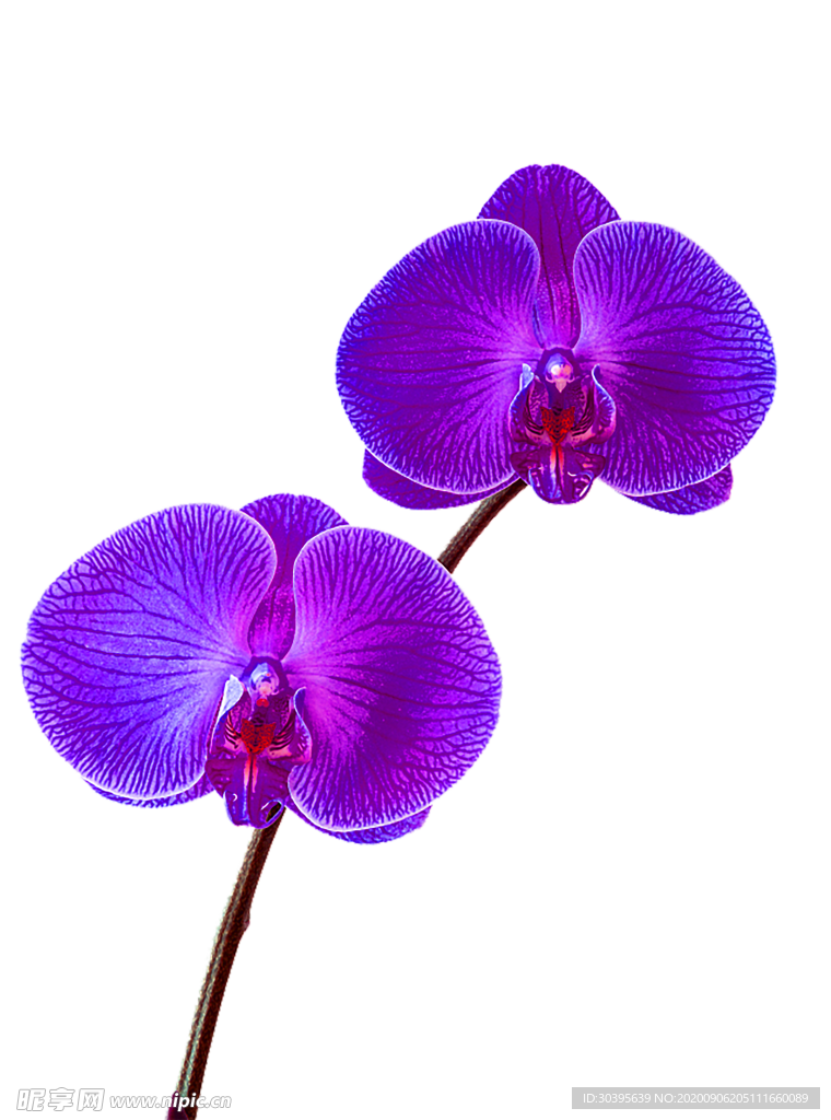 鲜花素材