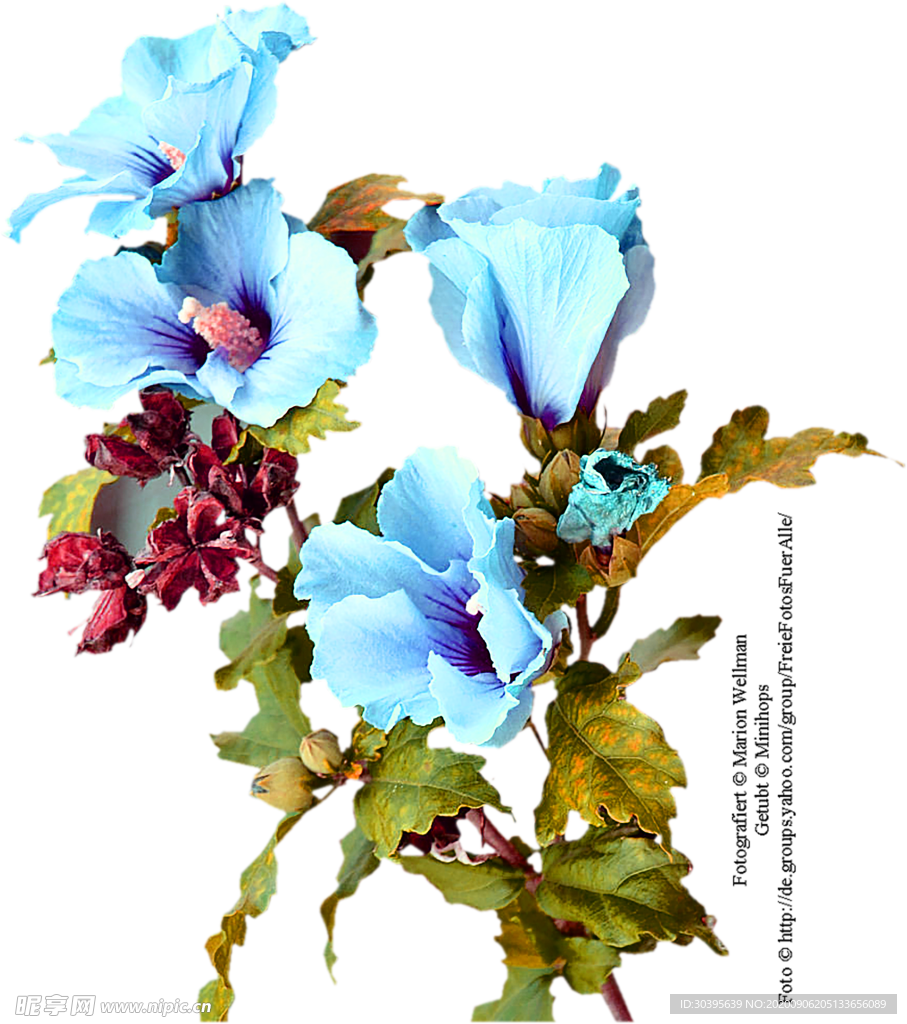 鲜花素材