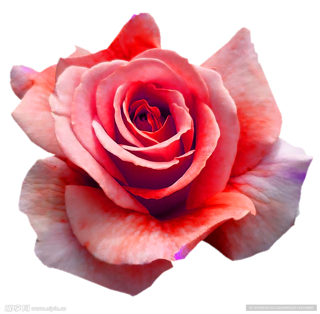 鲜花素材