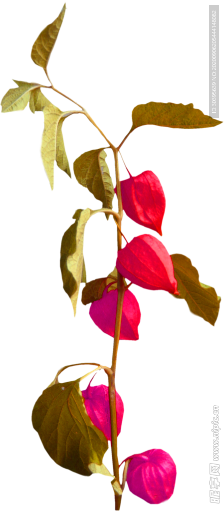 鲜花素材
