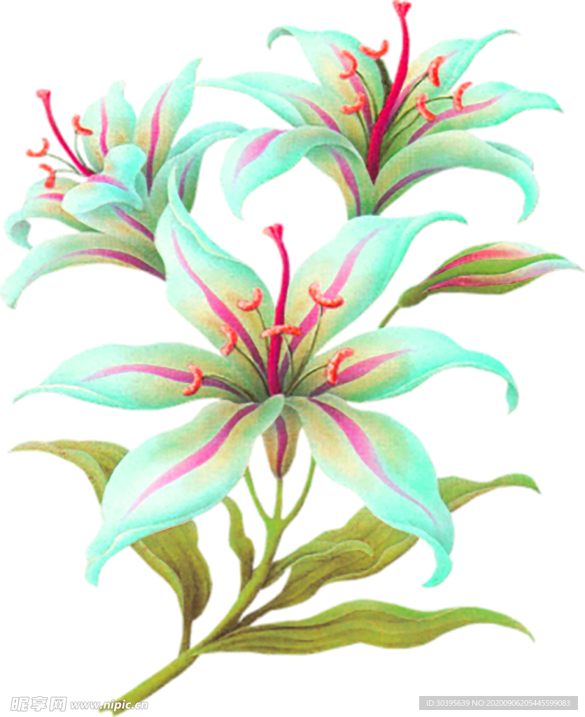 鲜花素材