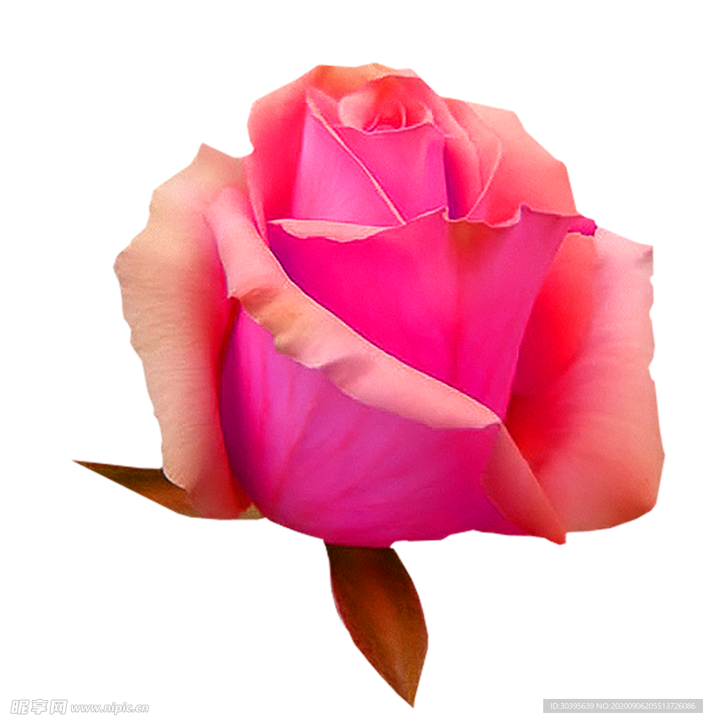 鲜花素材
