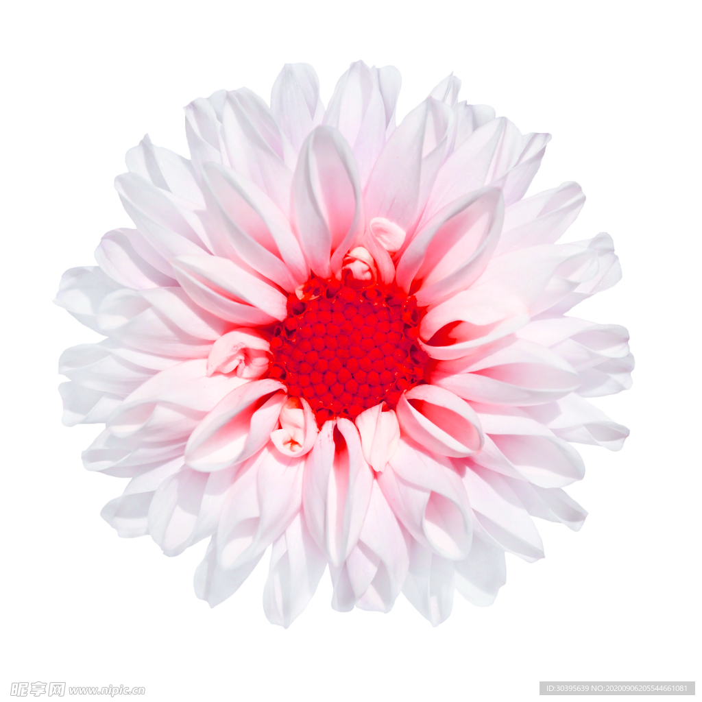 鲜花素材